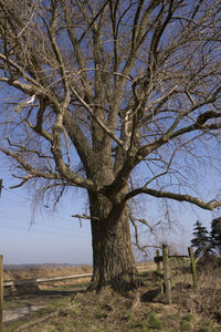 Bare tree on field