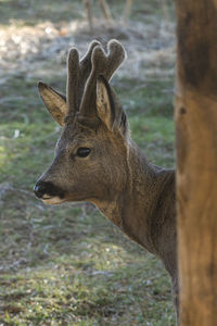 Close-up of deer on field