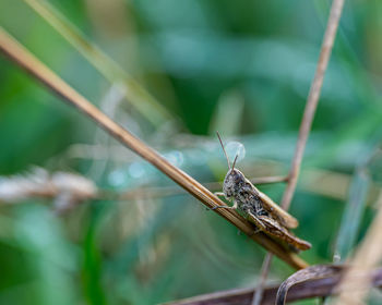 Close-up of butterfly perching on leaf