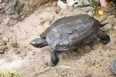 High angle view of shell on ground