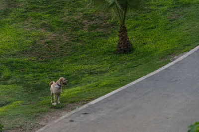 View of a dog walking on road