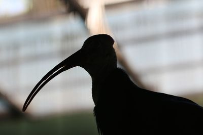 Close-up of bird perching