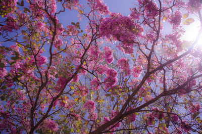 Low angle view of pink flowering tree