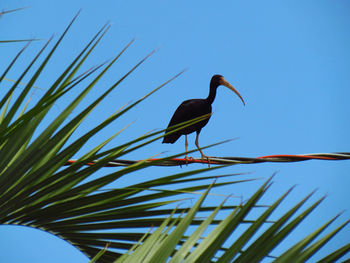 Low angle view of bird perching on tree against sky