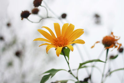 Close-up of yellow flowering plant