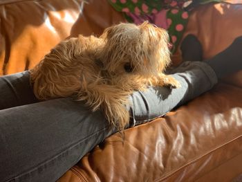 Dog lying on sofa at home