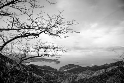 Bare tree against sky