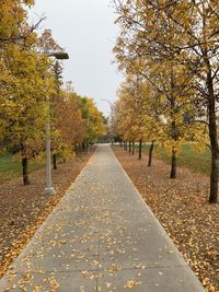 Footpath amidst leaves in park during autumn