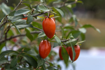 Close-up of fresh orange fruits on tree