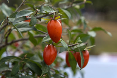 View of persimmon fruits on the tree during autumn