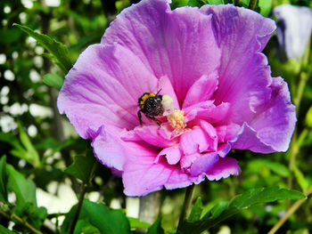Close-up of bee pollinating on pink flower