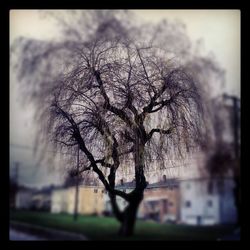 Bare trees against sky