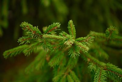 Close-up of pine tree