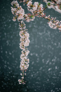 High angle view of cherry blossoms over lake