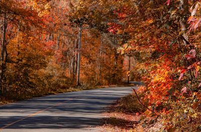 Road amidst trees during autumn