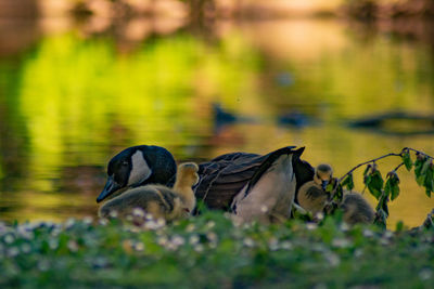 View of birds in lake