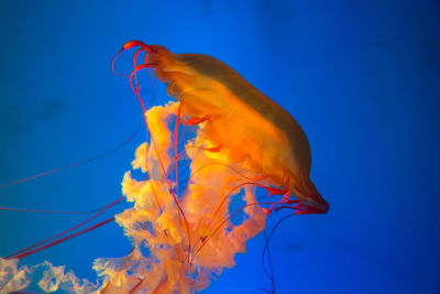 Close-up of jellyfish swimming in sea