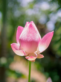 Close-up of pink water lily