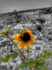 Close-up of sunflower blooming outdoors