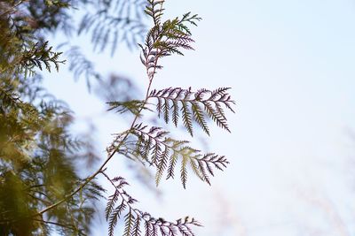 Low angle view of pine tree against sky