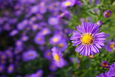 Close-up of purple flowering plants on field