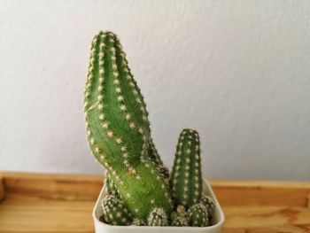 Close-up of succulent plant on table