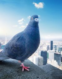 Close-up portrait of pigeon against cityscape