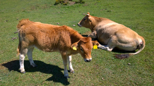 Horses standing on field