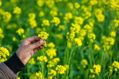 Hand holding mustard flowers in agriculture field