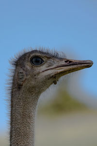 Close-up of a bird against clear sky