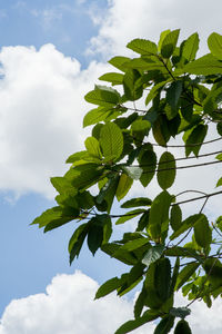 Low angle view of leaves against sky