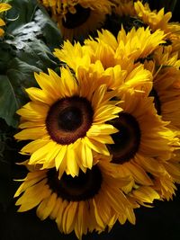 Close-up of yellow sunflower