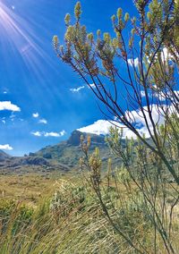 Scenic view of tree mountains against sky