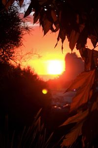 Close-up of tree against sunset