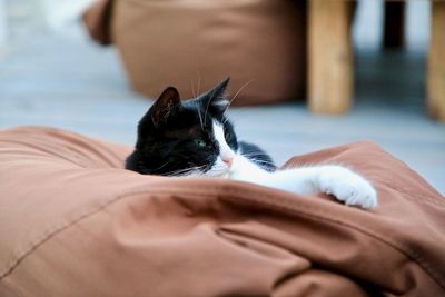 Close-up of a cat sleeping on bed