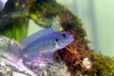 A blue malawai cichlid juvenile in a home aquarium