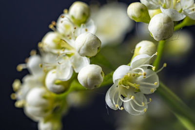 Close-up of white flowering plant