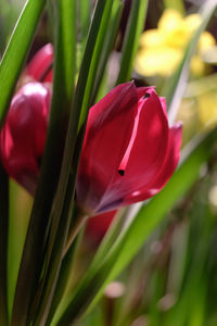 Close-up of red tulip