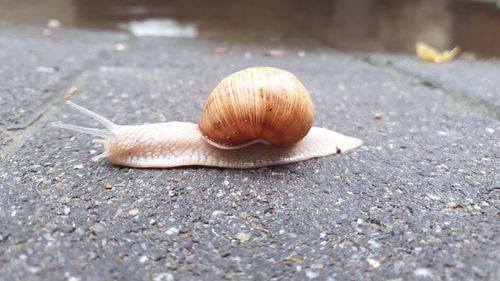 Close-up of snail on road