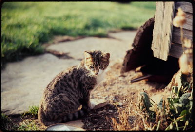 Side view of cat on footpath