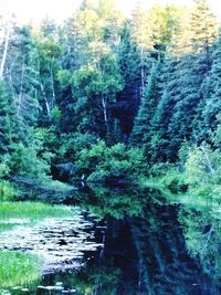 Scenic view of lake amidst trees in forest