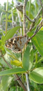 Close-up of butterfly on leaf