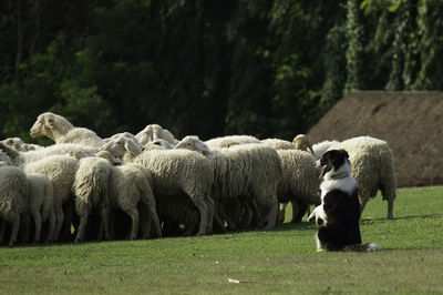 Dog by flock of sheep on grassy field