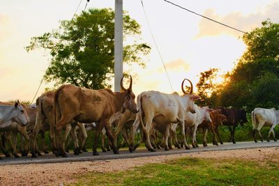 Cows in a field