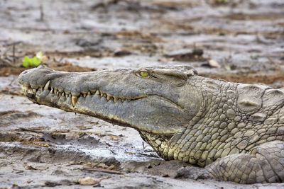 Nile crocodile in selous game reserve