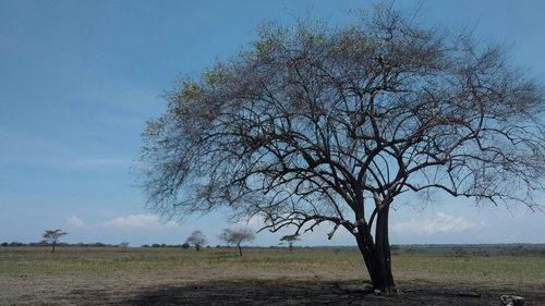 Bare tree on field against sky