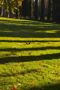 Trees on grassy field in park