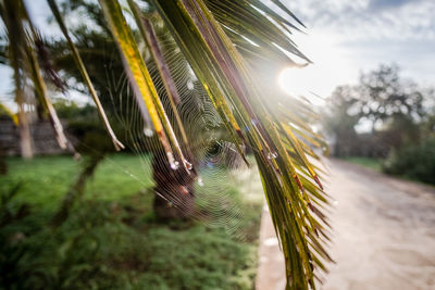 Close-up of peacock feather against trees