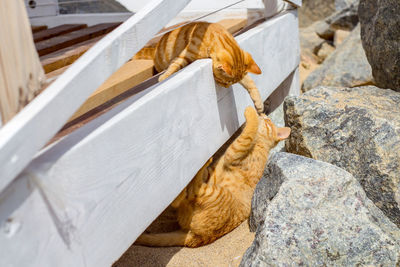 Two cats playing in summer on a beach.