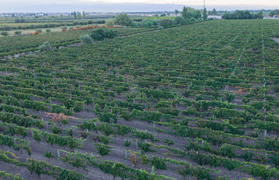 High angle view of agricultural field